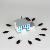 A Plus Pest Management   image 1